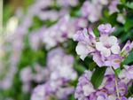 White-Purple Flowers On Garlic Vine Plants