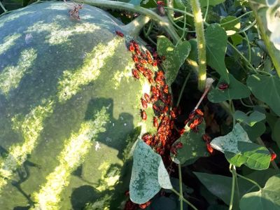 Red Insects On Watermelon Plants