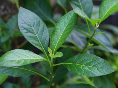 Veronia Bitter Leaf Plant