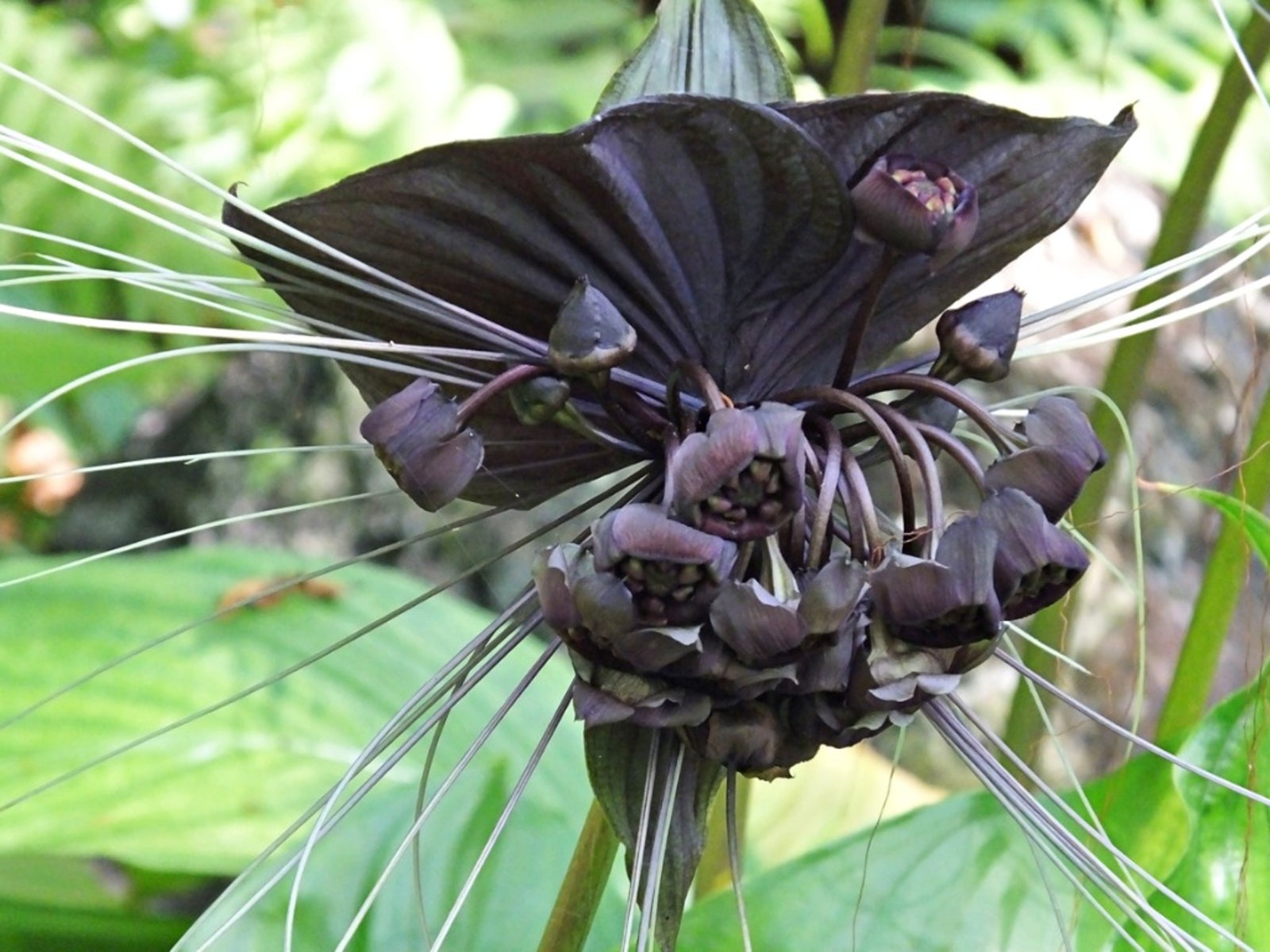 Bat Head Lily Tacca Nivea 5 Seeds White Bat Flower