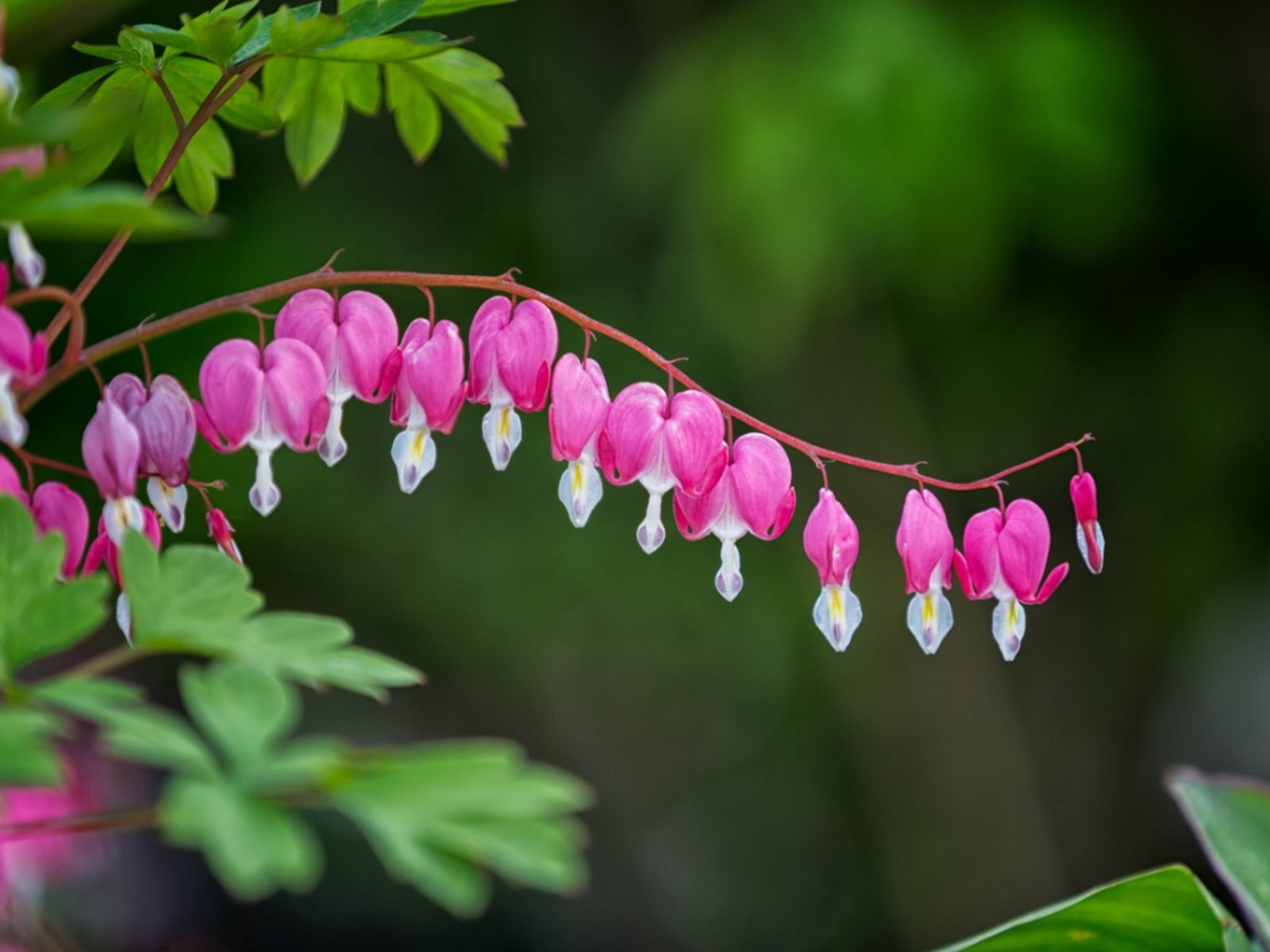 No Blooms On Bleeding Heart   Why Is My Bleeding Heart Plant Not ...