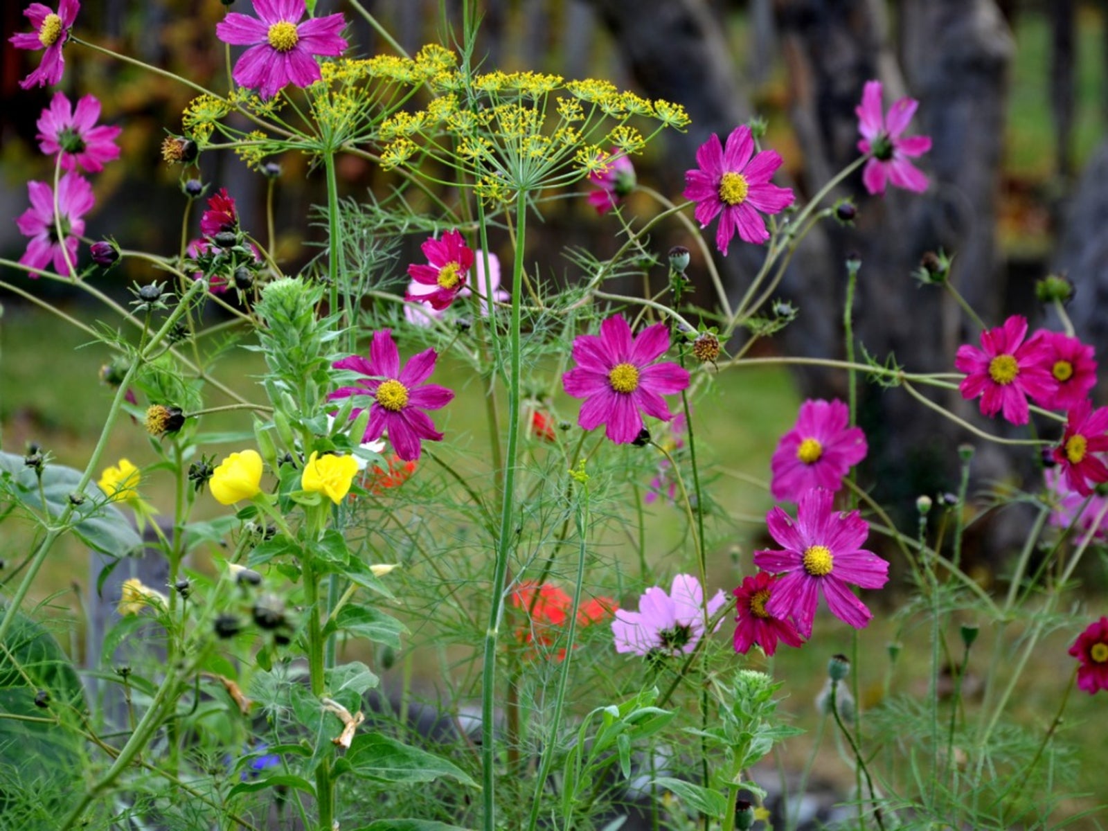 Image of Cosmos and tomatoes companion plants