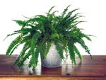 Potted Boston Fern Plant On A Table