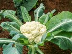Diseased Cauliflower Growing In The Garden