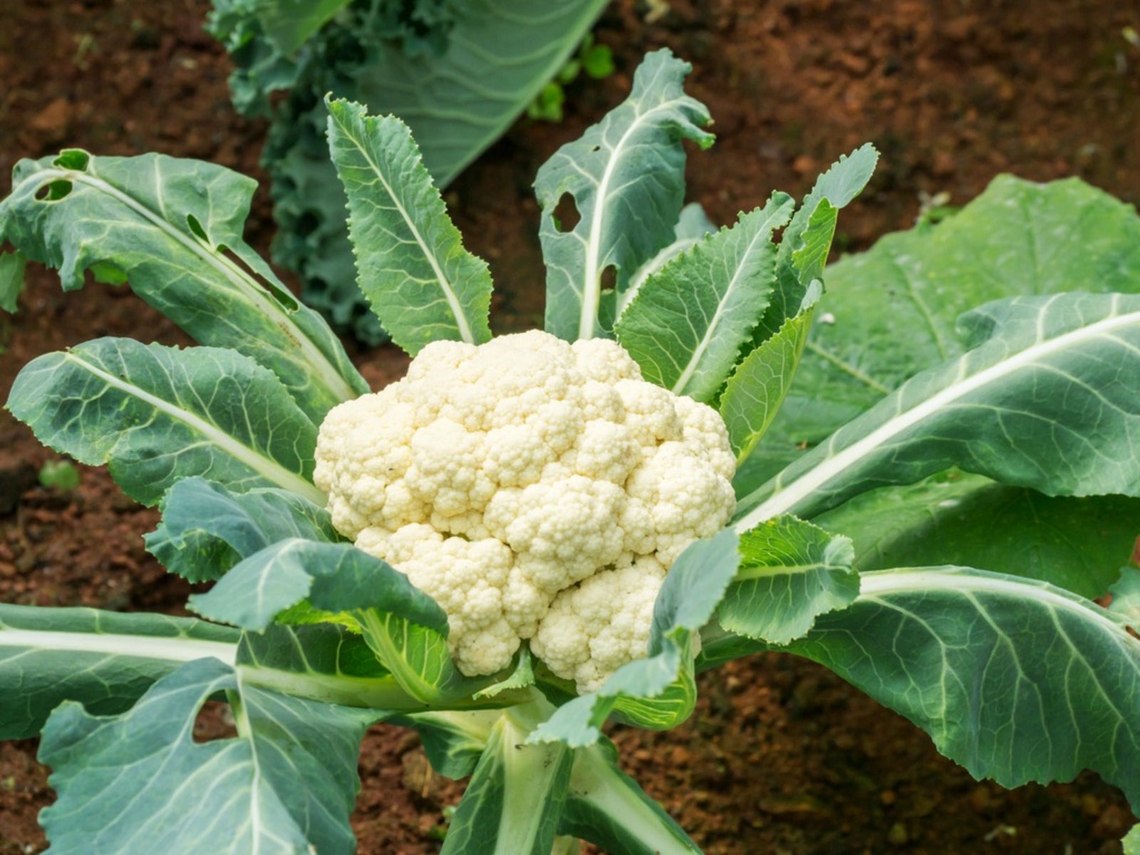 Troubleshooting Cauliflower Problems Tips On Treating Cauliflower Diseases