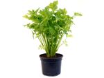 Container Grown Celery