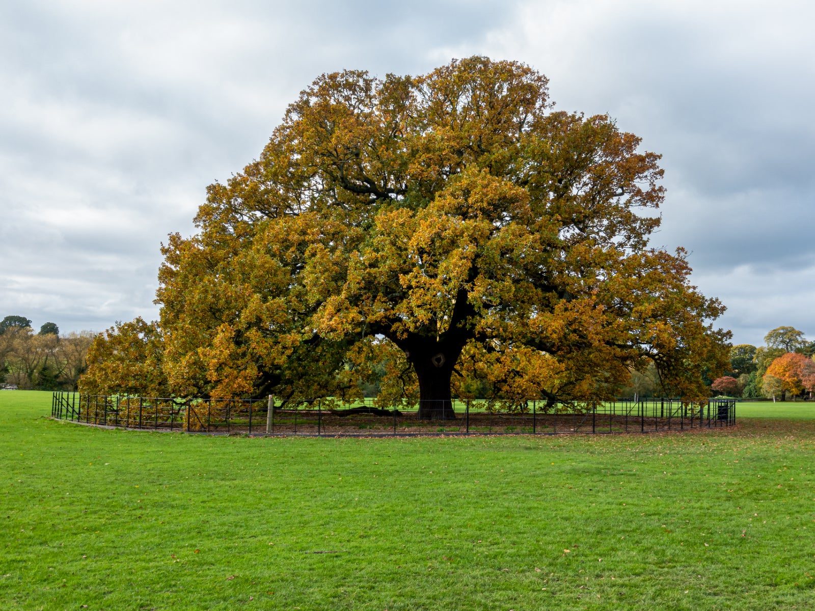 Tree oak