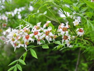 Flowering Yellowhorn Nut Tree