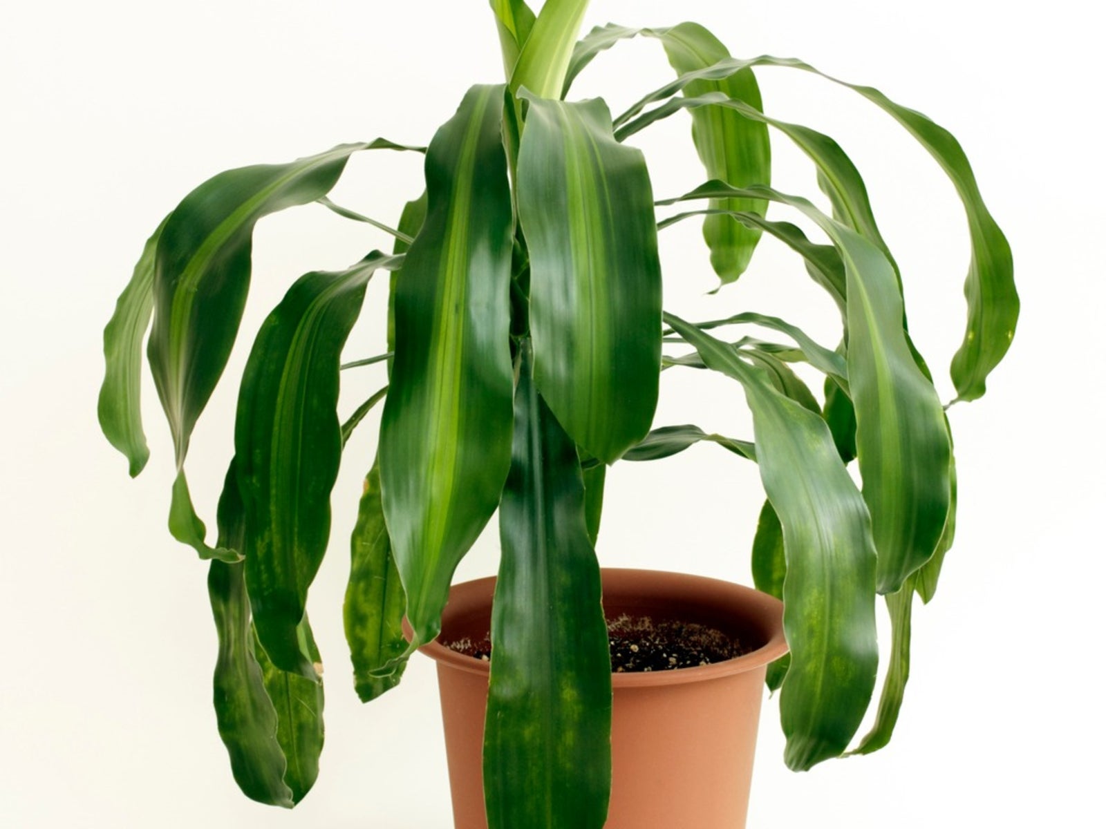 How often do you water an indoor corn plant