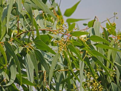 Lemon Eucalyptus Plants