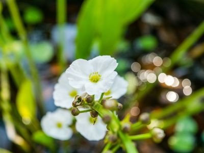 White Flowered Creeping Burhead Aquatic Plant