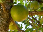 Calabash Tree Full Of Fruits