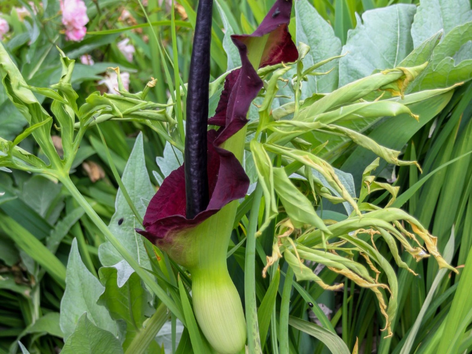 Dragon Arum Care   How To Grow A Dragon Arum Lily