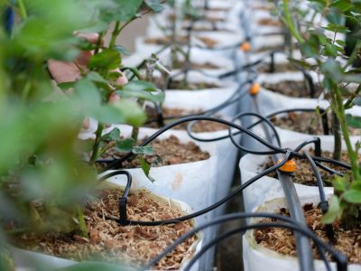 Greenhouse Irrigation System For Potted Plants