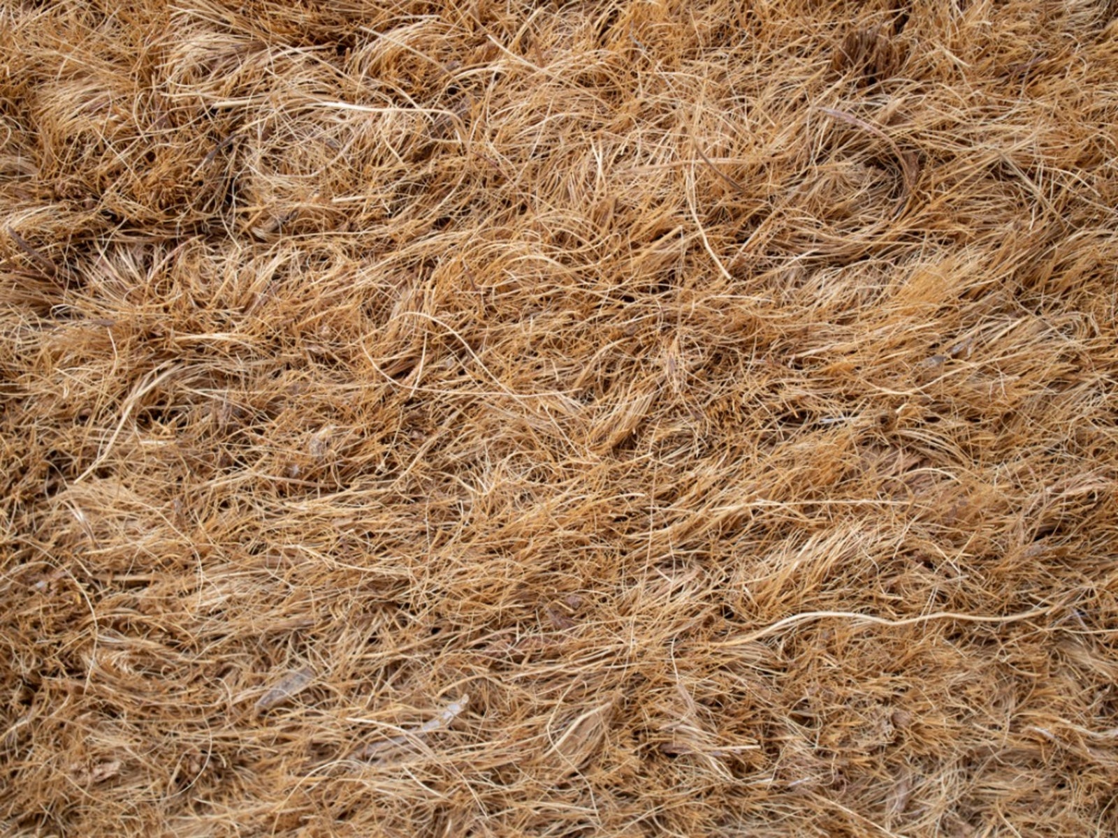 Image of Close-up of coconut coir mulch