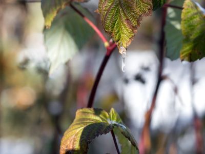 Leaf Curl Disease On Raspberry Plants