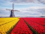 Dutch Garden Style With Rows Of Yellow And Red Tulips