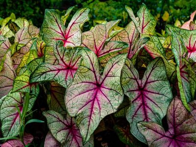 Colorful Caladium Plants