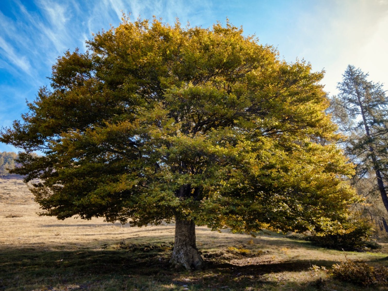 Elm Tree Care - Information On Planting An Elm Tree And Its Care