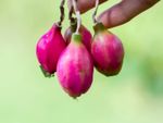 Pink Epiphyllum Seed Pods