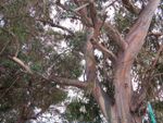 Diseased Eucalyptus Tree