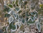 Frosted Eucalyptus Plants
