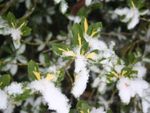 Snow Covered Euonymus Plants