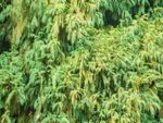 Russian Cypress Shrubs