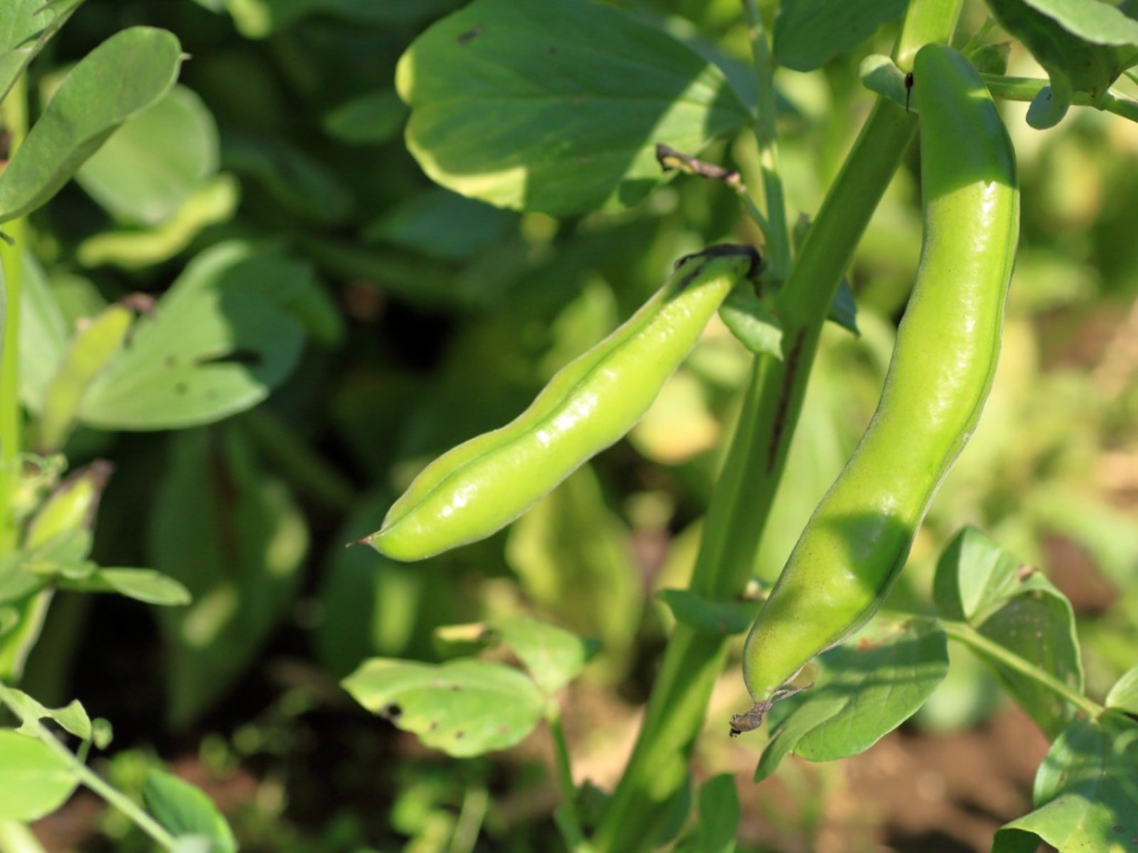 What Is A Fava Bean: Tips For Growing Fava Bean Plants