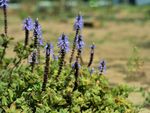 Purple Flowering Plectranthus Spurflower Plants
