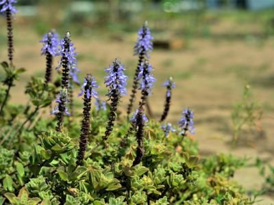Purple Flowering Plectranthus Spurflower Plants