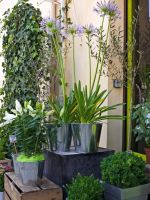 Agapanthus Growing In A Container