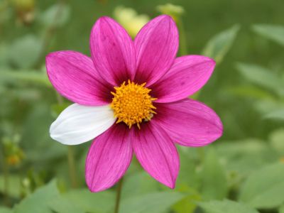 Plant Sport Mutation On A Pink Flower With One White Petal