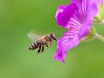 Honey Bee Pollinating A Purple Flower