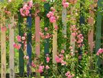 Pink Flowers Growing Up A Wooden Fence
