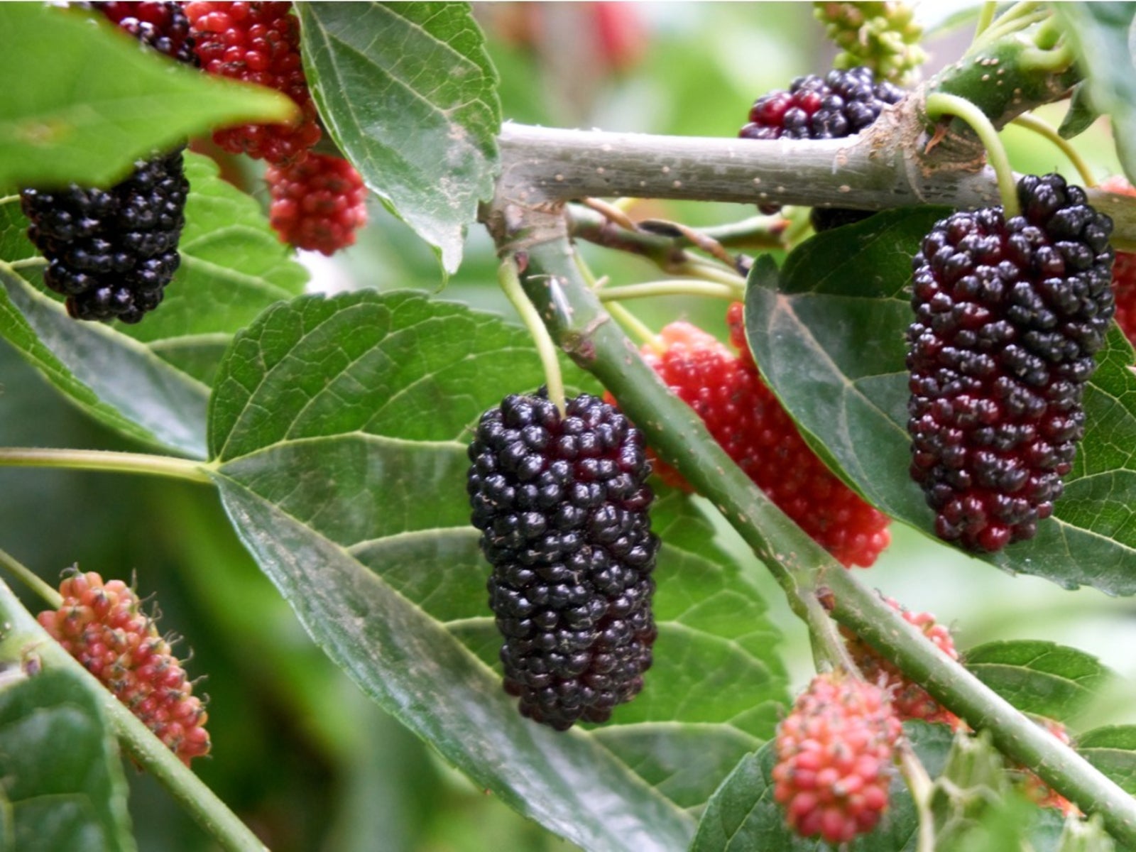 Mulberry tempererade fruktträd
