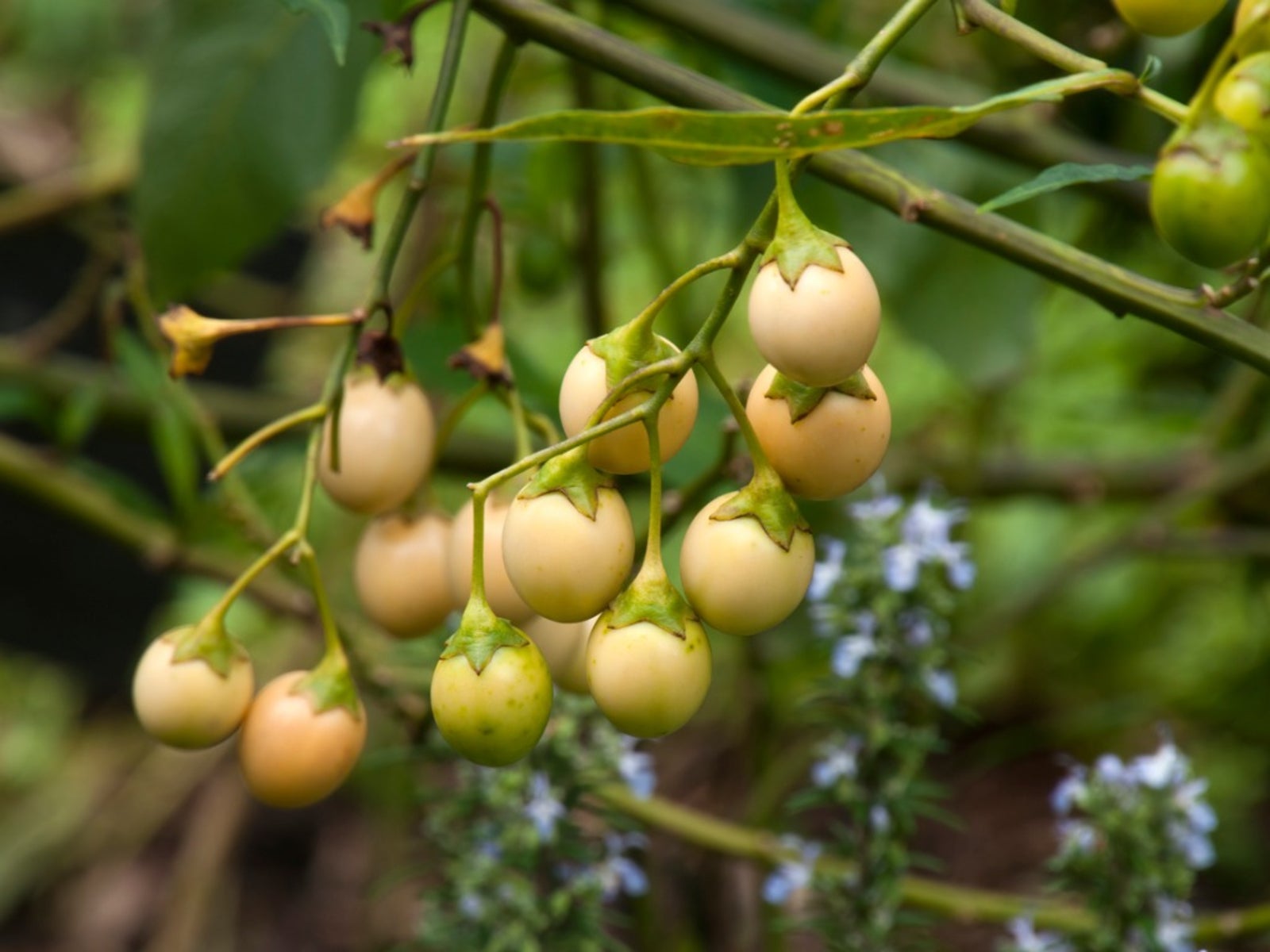 Solanum Aviculare 10 Seeds / Seeds 