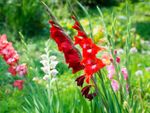Vejnavn Måne Tips Pruning Back Gladiolus - When And How To Trim Gladiolus Leaves