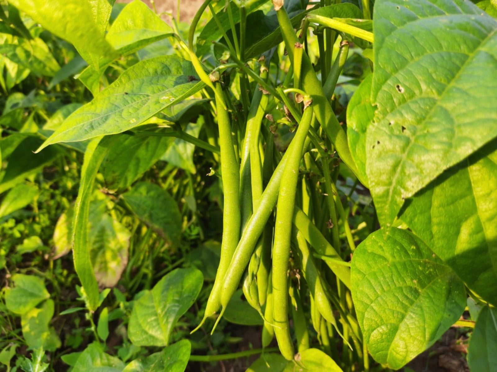 Green beans growing on a plant