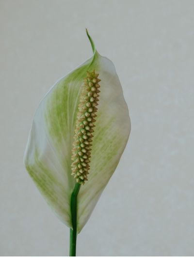 White Lily With Greenish Color