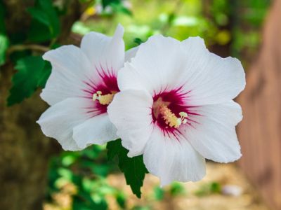 White-Pink Rose Of Sharon Flowers