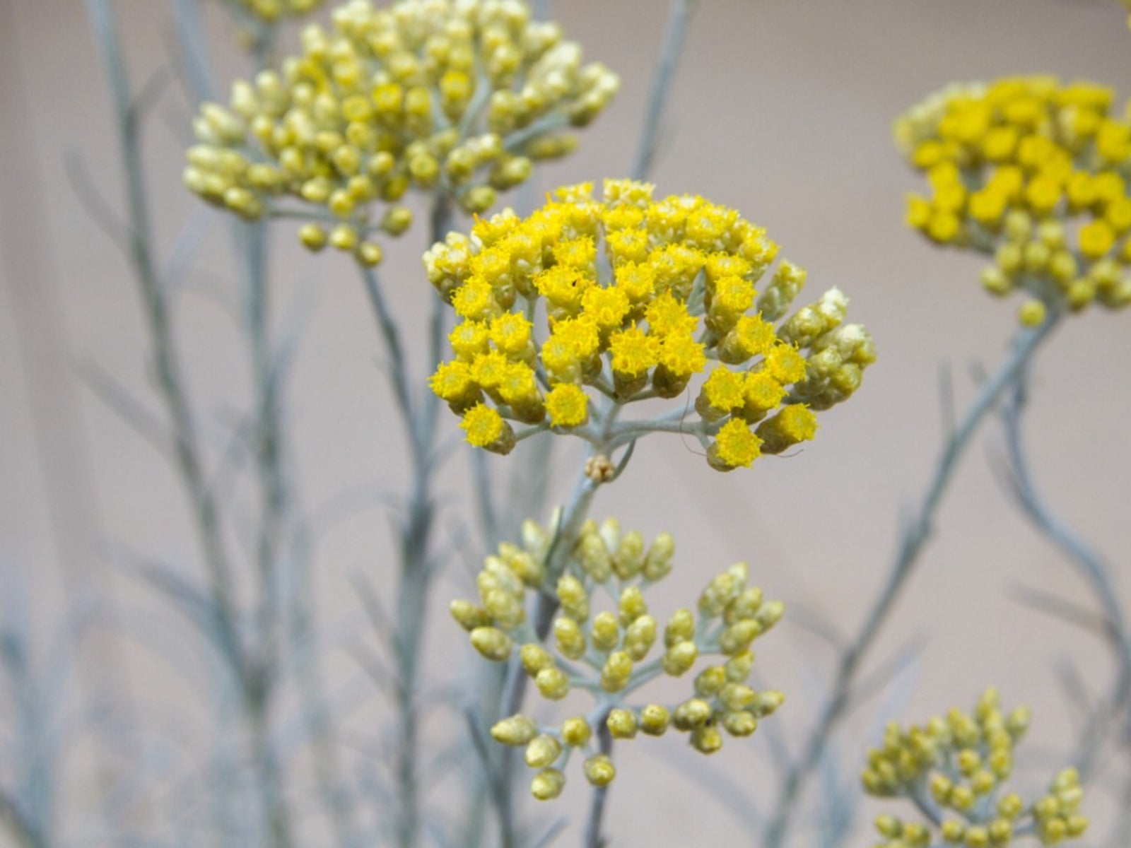 helichrysum curry care - learn about growing an ornamental curry plant