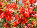 Red Japanese Flowering Quince Shrubs