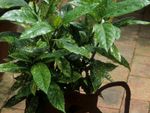 Container Grown Aucuba Shrub With Spotted Leaves
