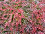 Red Japanese Barberry Bushes