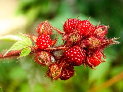 Red Hairy Japanese Wineberry Plant