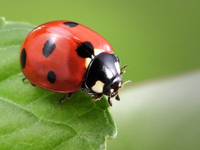 Close Up Of A Ladybug On A Leaf