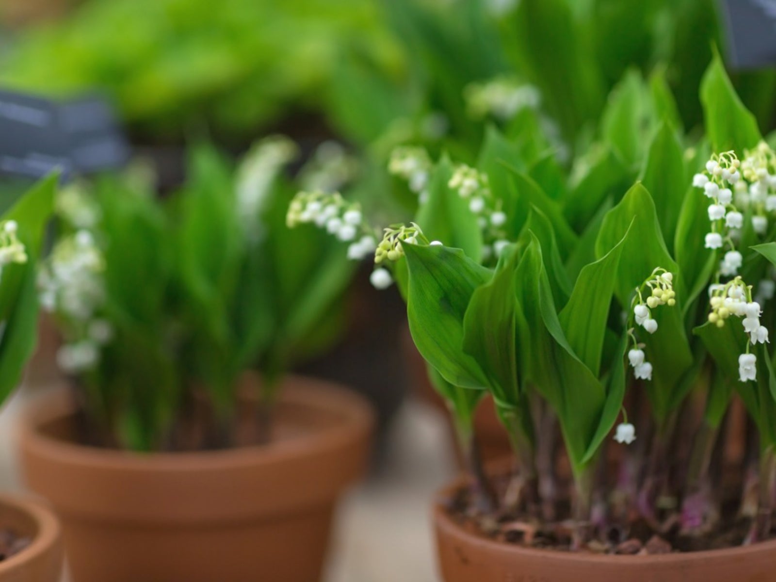 Growing Lily Of The Valley In Pots   Lily Of The Valley Container Care