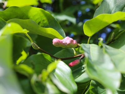Close Up Of A Cucumber Tree Magnolia