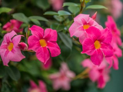 Blooming Pink Mandevilla Flowers